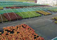 Агротекстиль - это материал для использования в растениеводстве