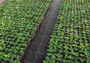 Агротекстиль - это материал для использования в растениеводстве
